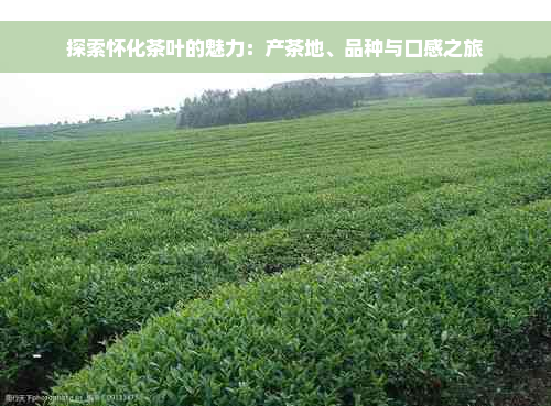 探索怀化茶叶的魅力：产茶地、品种与口感之旅