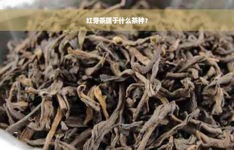 红芽茶属于什么茶种？