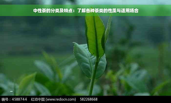 中性茶的分类及特点：了解各种茶类的性质与适用场合