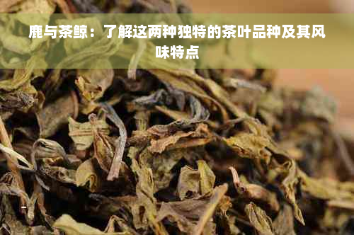 鹿与茶鲸：了解这两种独特的茶叶品种及其风味特点