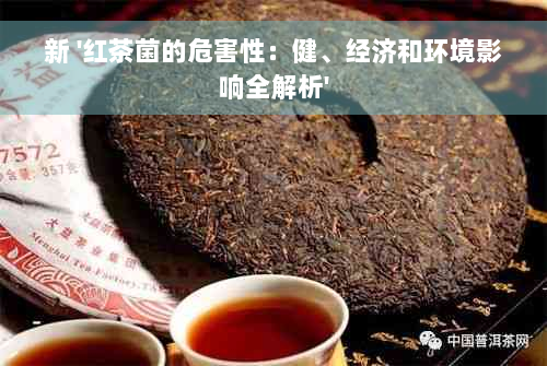 新 '红茶菌的危害性：健、经济和环境影响全解析'