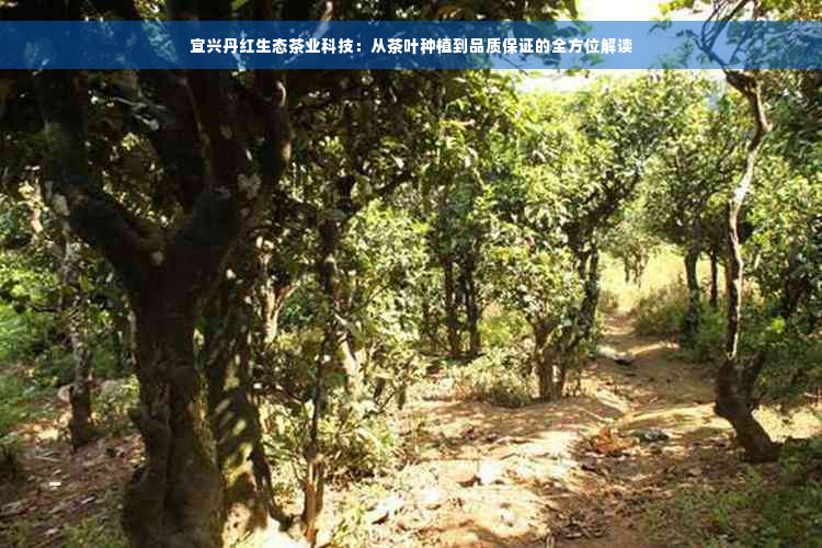 宜兴丹红生态茶业科技：从茶叶种植到品质保证的全方位解读