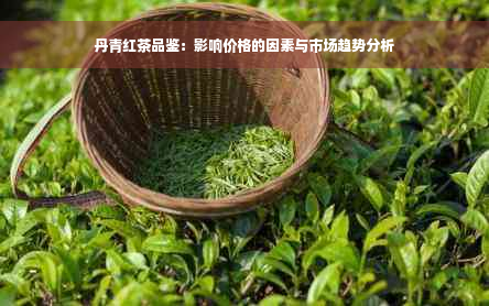 丹青红茶品鉴：影响价格的因素与市场趋势分析