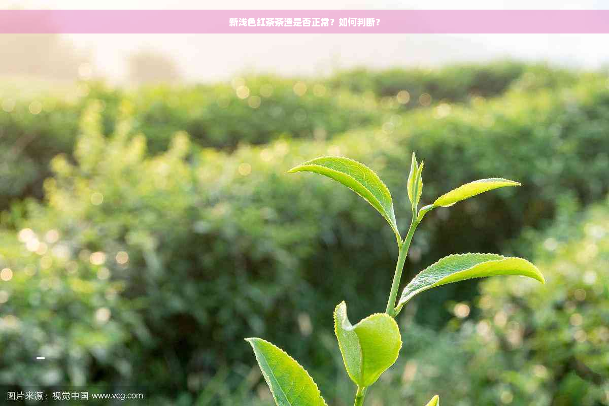 新浅色红茶茶渣是否正常？如何判断？