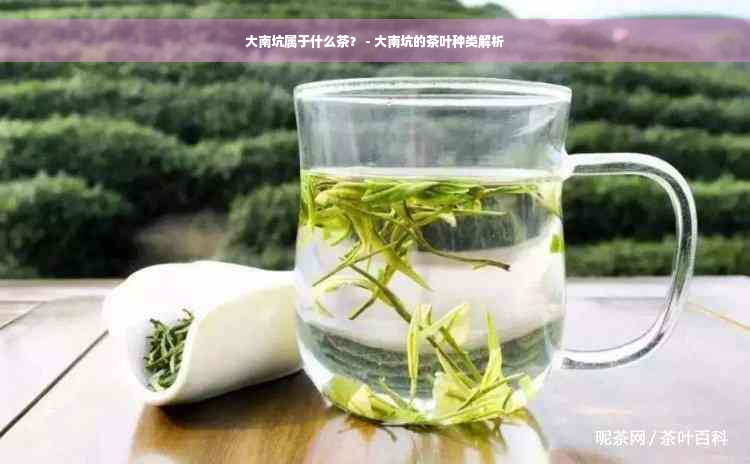 大南坑属于什么茶？ - 大南坑的茶叶种类解析