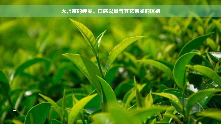 大师茶的种类、口感以及与其它茶类的区别