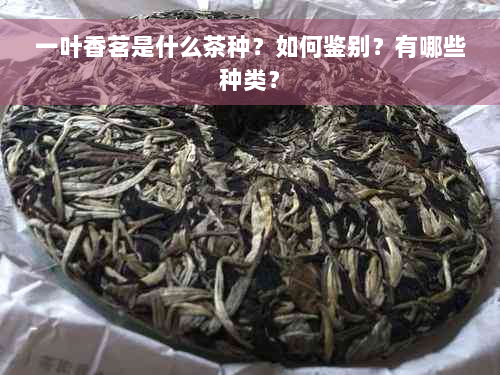 一叶香茗是什么茶种？如何鉴别？有哪些种类？