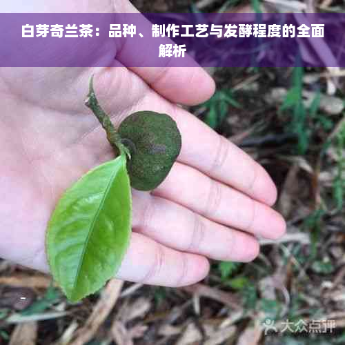 白芽奇兰茶：品种、制作工艺与发酵程度的全面解析