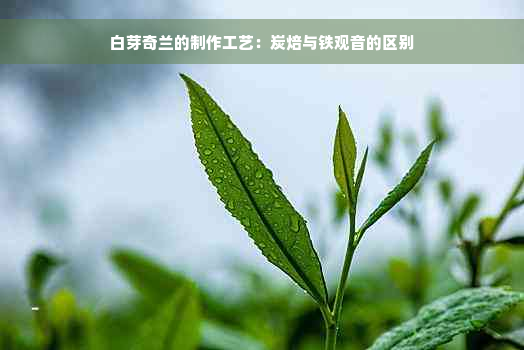 白芽奇兰的制作工艺：炭焙与铁观音的区别