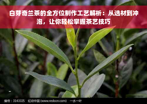 白芽奇兰茶的全方位制作工艺解析：从选材到冲泡，让你轻松掌握茶艺技巧