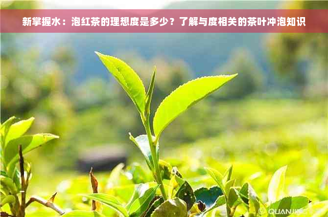 新掌握水：泡红茶的理想度是多少？了解与度相关的茶叶冲泡知识