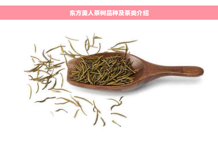 东方美人茶树品种及茶类介绍