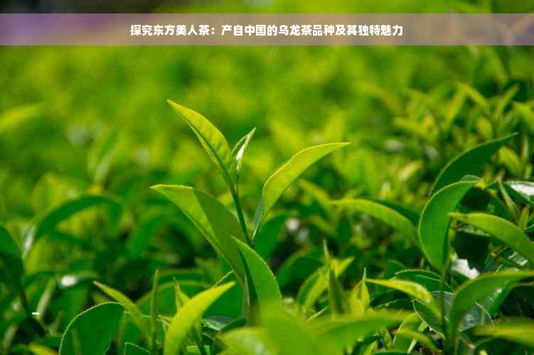 探究东方美人茶：产自中国的乌龙茶品种及其独特魅力