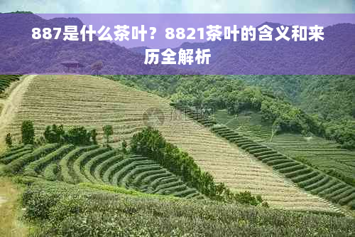 887是什么茶叶？8821茶叶的含义和来历全解析