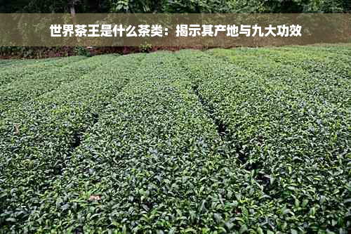 世界茶王是什么茶类：揭示其产地与九大功效