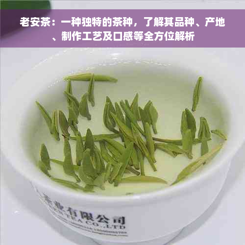 老安茶：一种独特的茶种，了解其品种、产地、制作工艺及口感等全方位解析