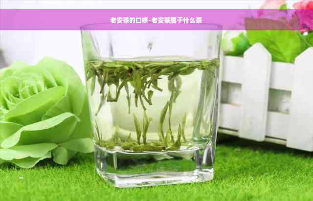 老安茶的口感-老安茶属于什么茶