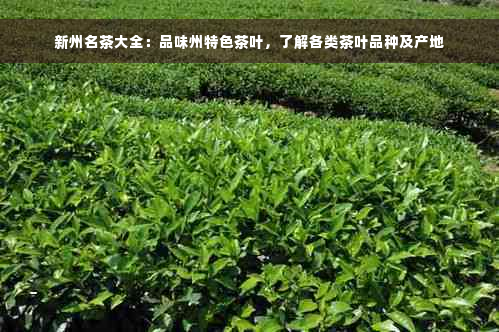 新州名茶大全：品味州特色茶叶，了解各类茶叶品种及产地