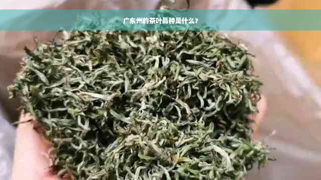 广东州的茶叶品种是什么？