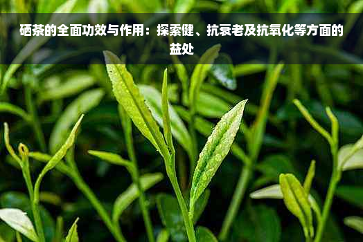 硒茶的全面功效与作用：探索健、抗衰老及抗氧化等方面的益处