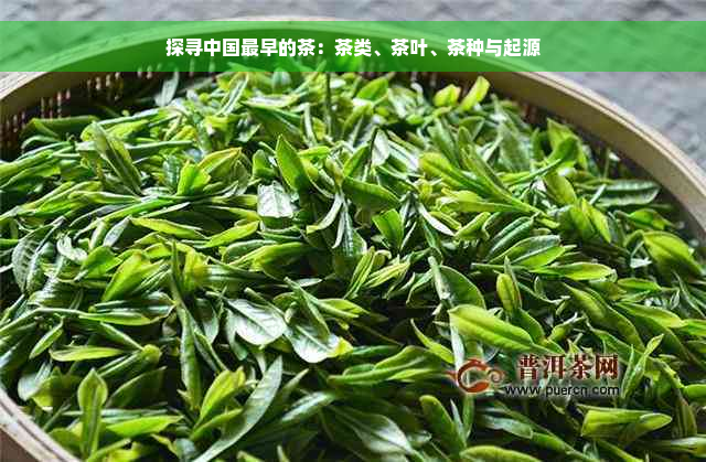 探寻中国最早的茶：茶类、茶叶、茶种与起源