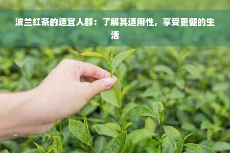 波兰红茶的适宜人群：了解其适用性，享受更健的生活