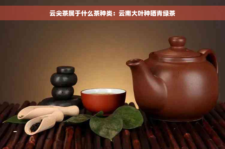 云尖茶属于什么茶种类：云南大叶种晒青绿茶