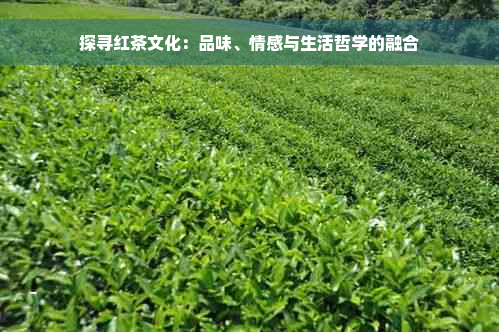 探寻红茶文化：品味、情感与生活哲学的融合