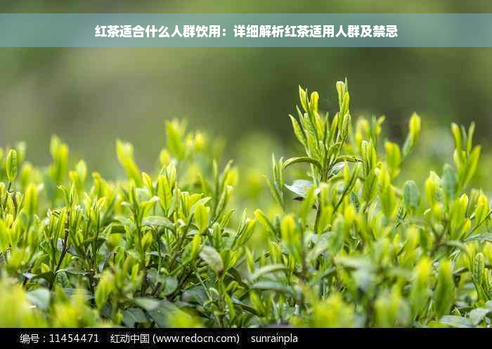 红茶适合什么人群饮用：详细解析红茶适用人群及禁忌