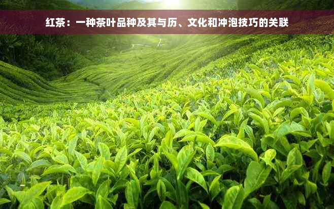 红茶：一种茶叶品种及其与历、文化和冲泡技巧的关联