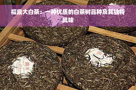 福鼎大白茶：一种优质的白茶树品种及其独特风味