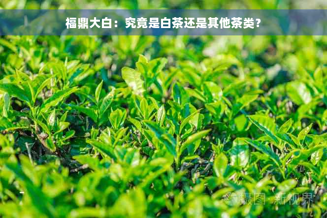 福鼎大白：究竟是白茶还是其他茶类？