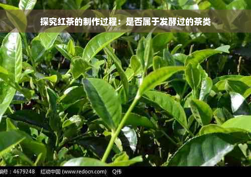 探究红茶的制作过程：是否属于发酵过的茶类