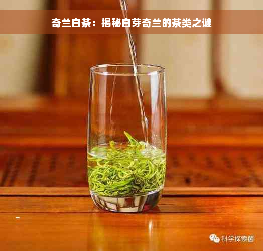 奇兰白茶：揭秘白芽奇兰的茶类之谜