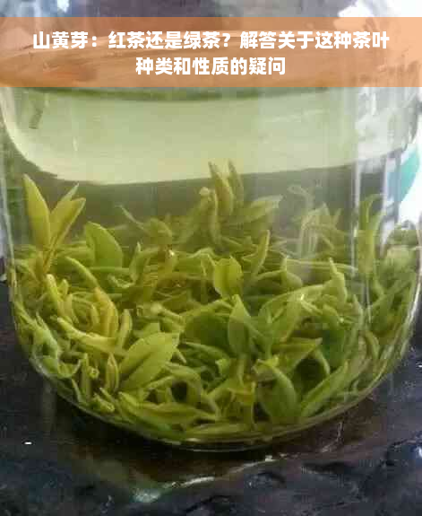 山黄芽：红茶还是绿茶？解答关于这种茶叶种类和性质的疑问