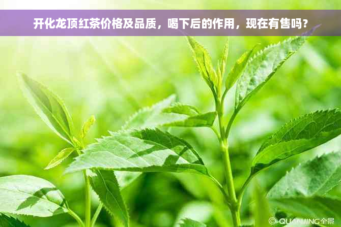 开化龙顶红茶价格及品质，喝下后的作用，现在有售吗？