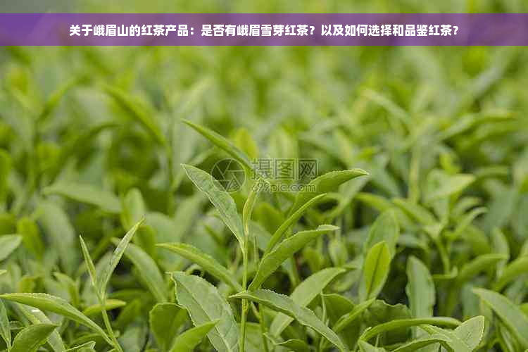 关于峨眉山的红茶产品：是否有峨眉雪芽红茶？以及如何选择和品鉴红茶？