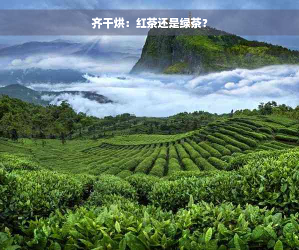 齐干烘：红茶还是绿茶？