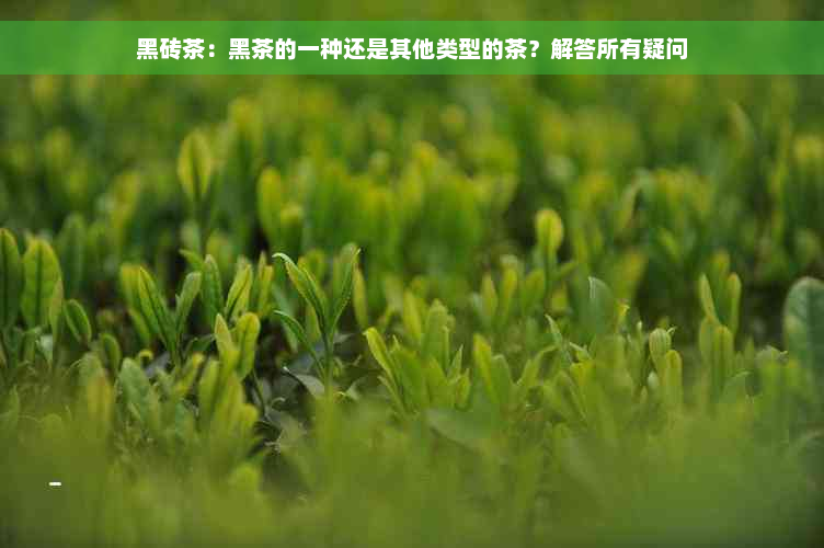 黑砖茶：黑茶的一种还是其他类型的茶？解答所有疑问