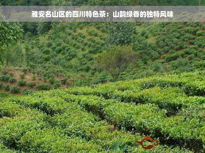 雅安名山区的四川特色茶：山韵绿香的独特风味