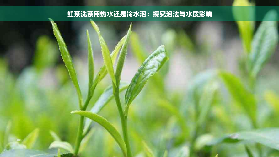 红茶洗茶用热水还是冷水泡：探究泡法与水质影响