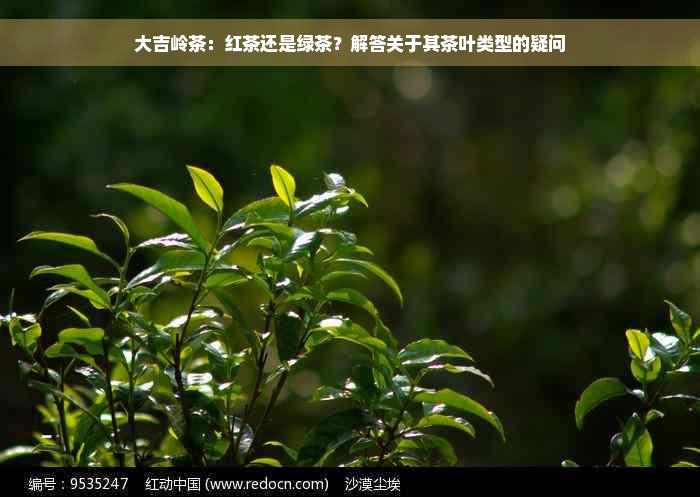 大吉岭茶：红茶还是绿茶？解答关于其茶叶类型的疑问