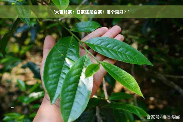 '大吉岭茶：红茶还是白茶？哪个更好？'