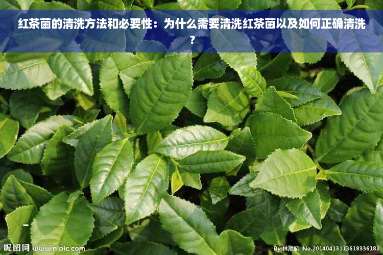 红茶菌的清洗方法和必要性：为什么需要清洗红茶菌以及如何正确清洗？