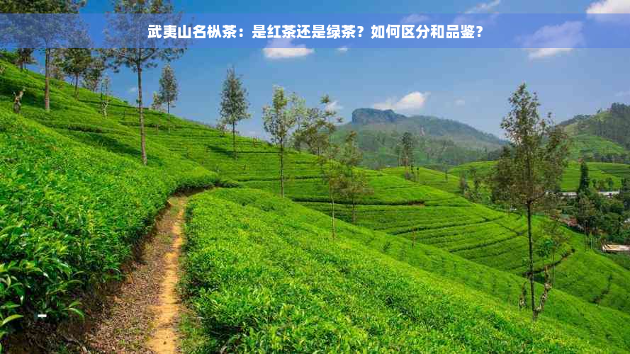 武夷山名枞茶：是红茶还是绿茶？如何区分和品鉴？