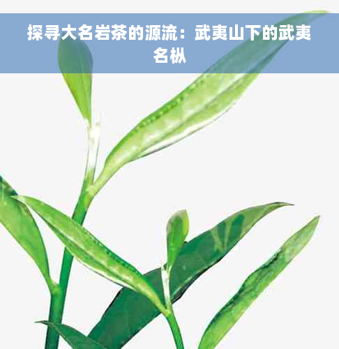 探寻大名岩茶的源流：武夷山下的武夷名枞