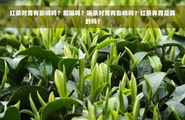 红茶对胃有影响吗？能喝吗？喝茶对胃有影响吗？红茶养胃是真的吗？