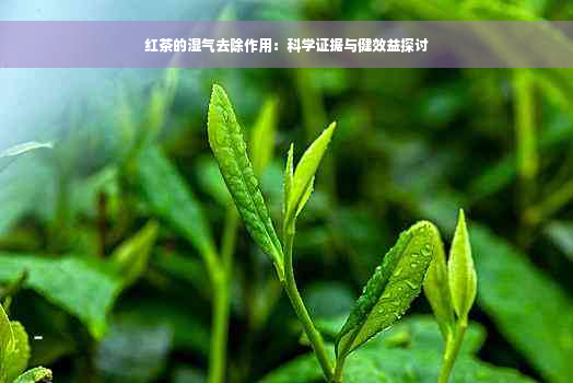 红茶的湿气去除作用：科学证据与健效益探讨