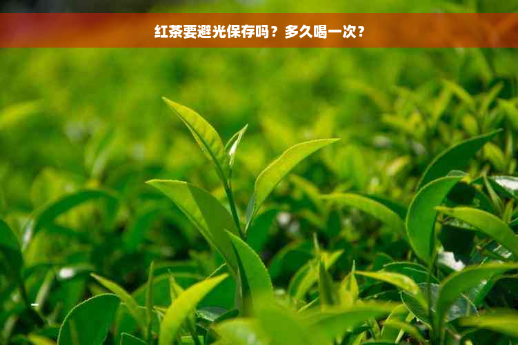 红茶要避光保存吗？多久喝一次？