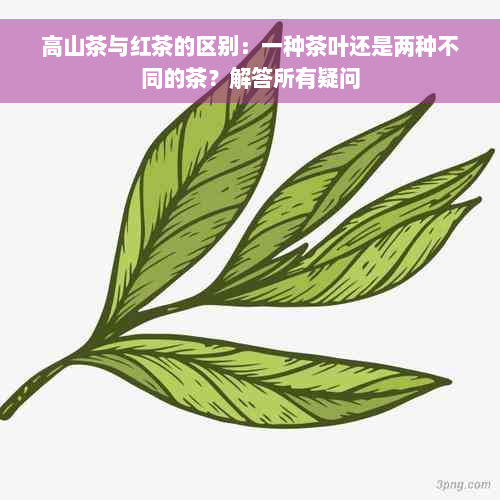 高山茶与红茶的区别：一种茶叶还是两种不同的茶？解答所有疑问